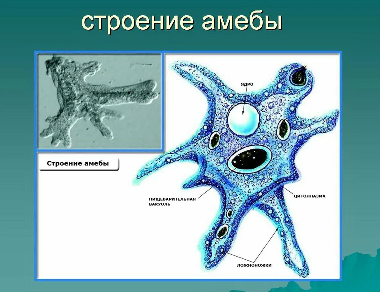 Саркодовые представители. Саркодовые корненожки. Строение одноклеточной амебы. Корненожки амеба обыкновенная. Строение амебы обыкновенной.