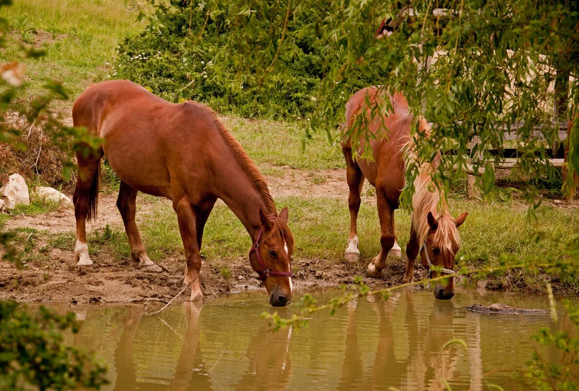 табуны лошадей у водопоя. лошади в деревне. пришедших на водопой. кони на водопое феофан вакулюк. пришедших на водопой.
