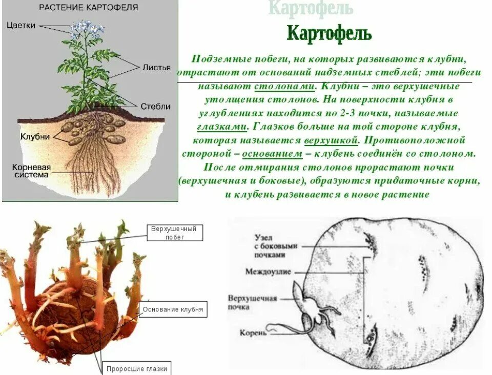 Видоизменённые побеги клубень картофеля. Подземные метаморфозы побега луковица. Метаморфозы побега подземный клубень. Видоизменения побегов клубень картофеля.