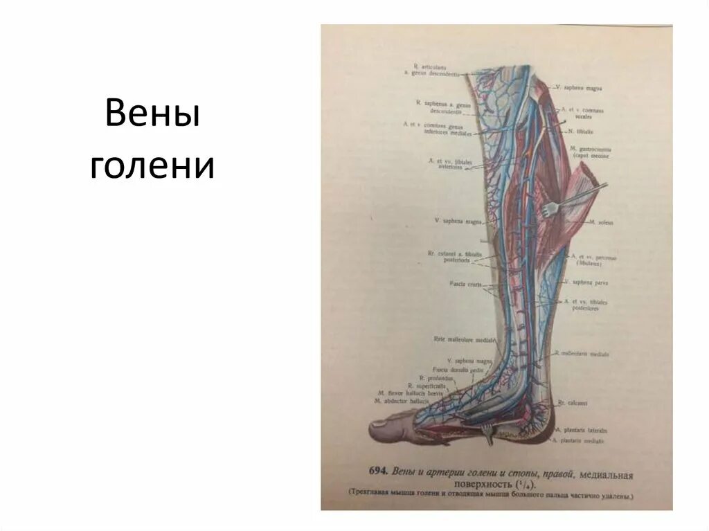 Медиальные суральные вены. Икроножные вены голени анатомия. Суральная медиальная подкожная Вена. Межмышечные вены голени.