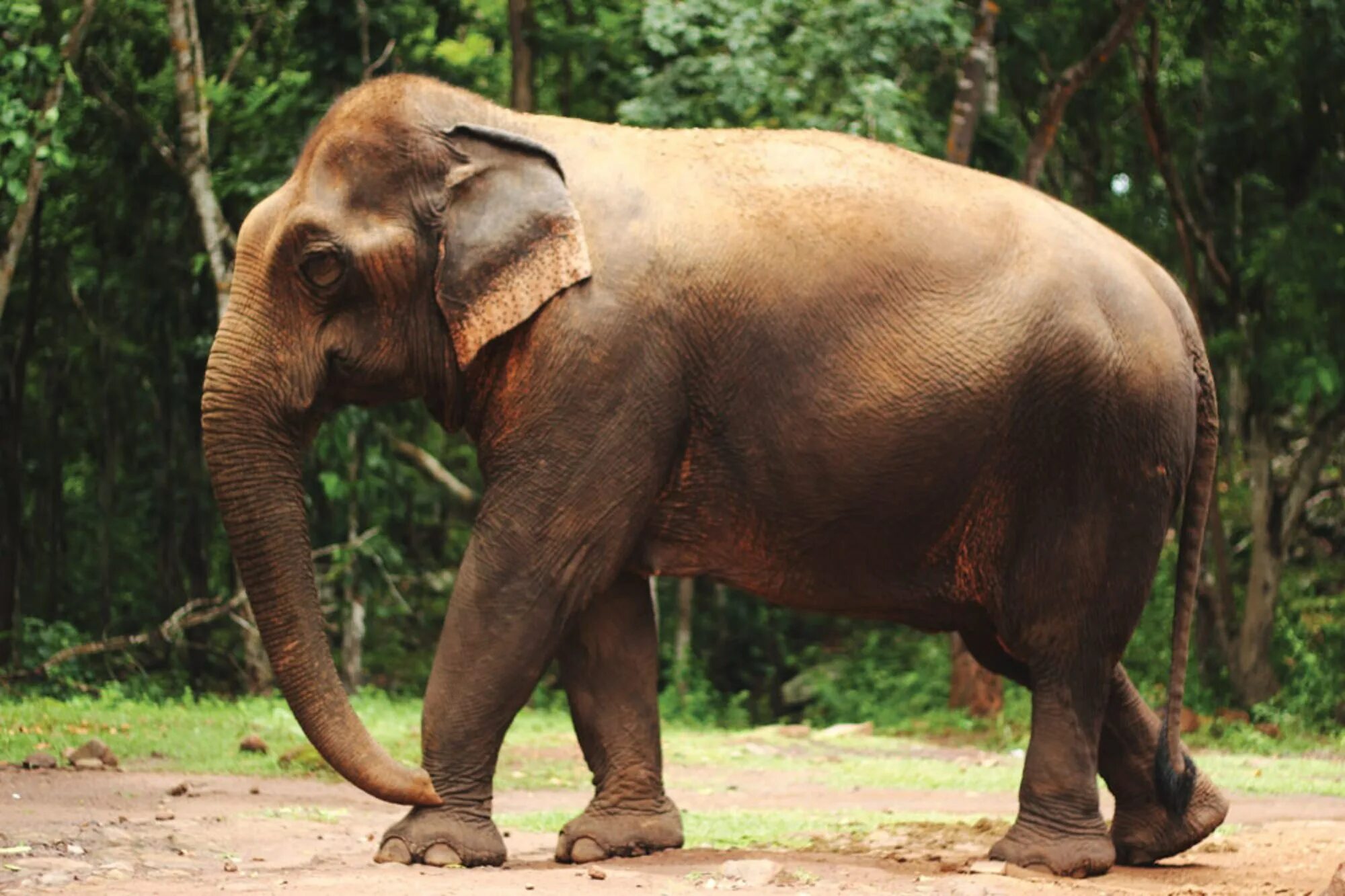 Индийские слоны хоботные. Индийский слон слон. Азиатский индийский слон. Животные Индии слон.