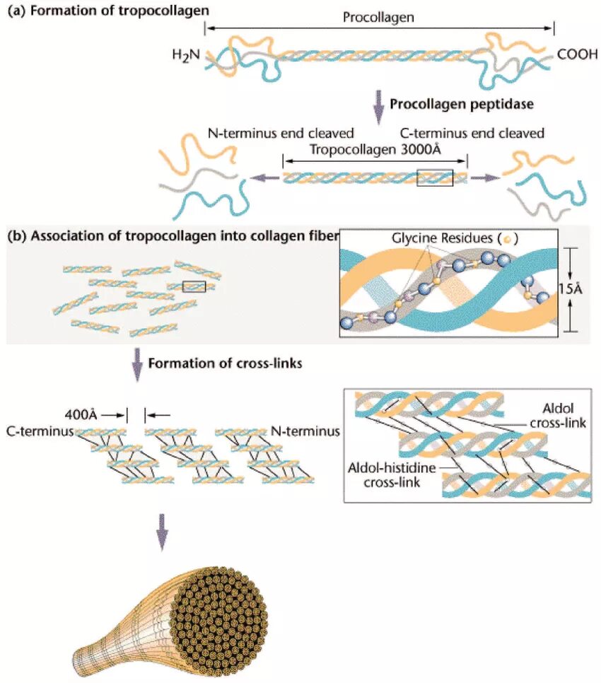 Как работает коллаген. Строение коллагена биохимия. Строение коллагена и эластина. Строение тропоколлагена. Строение коллагена волокна.