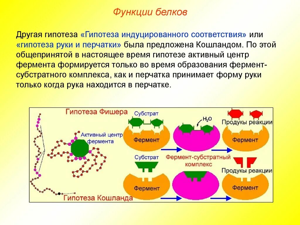 Белки функции. Функции белков. Ферментативная функция белков. Структура и функции белков.