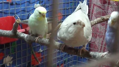 Самка кореллы зовет самца