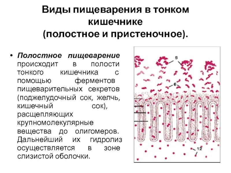 Полостное и пристеночное пищеварение а.м Уголев. Пристеночное пищеварение гистология. Пристеночное пищеварение гликокаликс. Полостное пищеварение в тонком кишечнике. Ферментами сока тонкой кишки