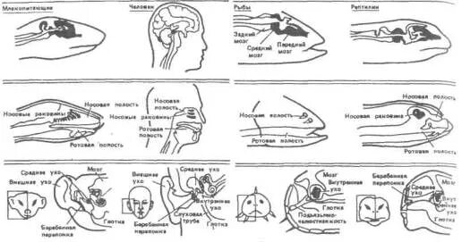 Эволюция органов чувств. Орган слуха у позвоночных животных. эволюция органа слуха у позвоночных животных. эволюция органа слуха у позвоночных животных таблица. эволюция органов чувств у беспозвоночных животных.