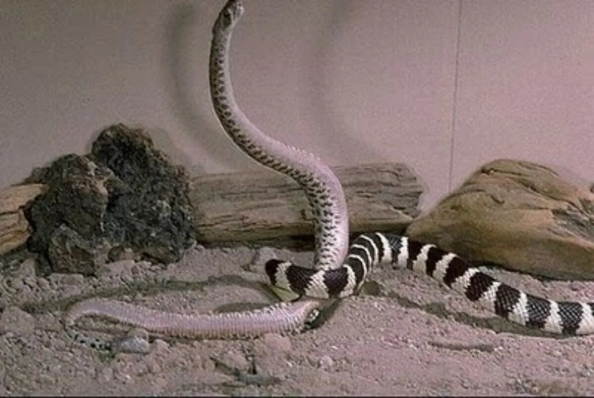 Какие отношения между змеей и кактусовым сычом. Калифорнийская Королевская змея. Калифорнийская змея страйп. Калифорнийская Кобра. Калифорнийская Королевская змея страйп.