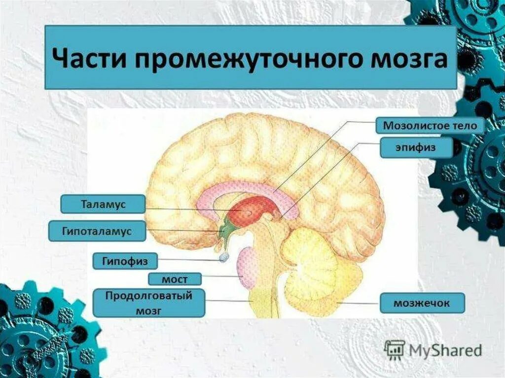 Большое полушарие мозолистое тело мост гипоталамус. Гипофиз эпифиз таламус. Отделы головного мозга таламус и гипоталамус. Промежуточный мозг строение. Промежуточный мозг анатомия гипоталамус.