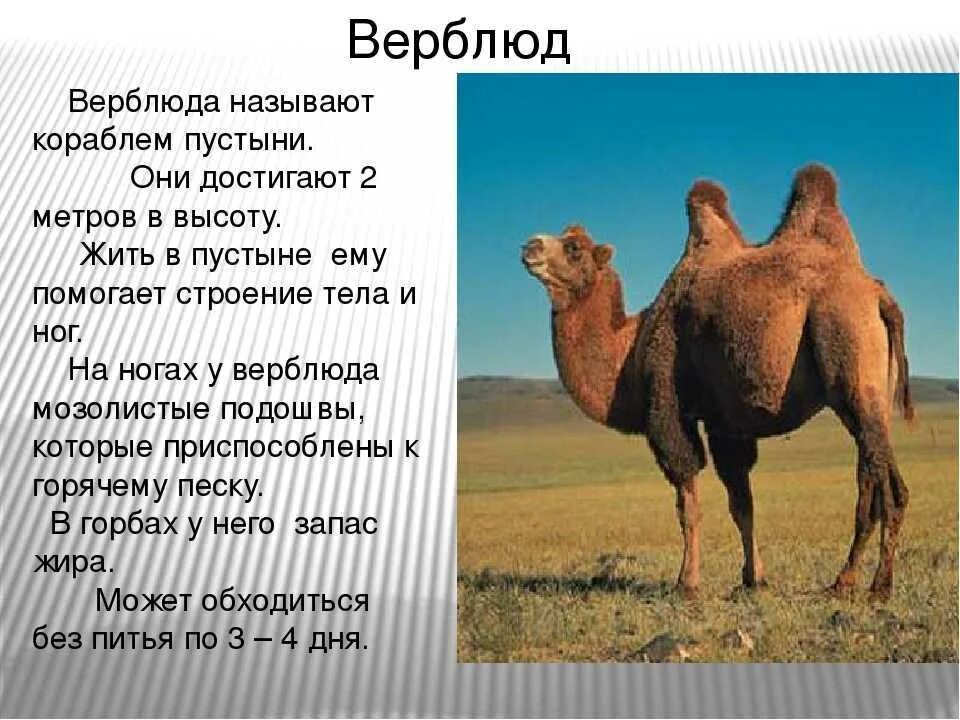 Сообщение животные пустыни окружающий мир 4 класс. Сведения о верблюде. сообщение о верблюде. описание верблюда. верблюд презентация.