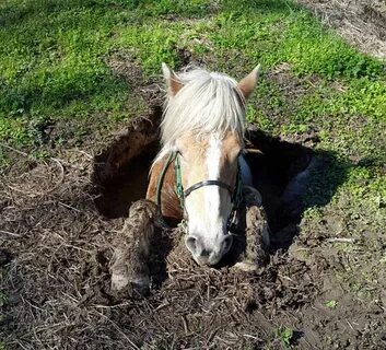 Hole horse