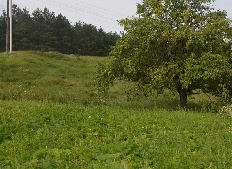 Пролетарский купить участок. СНТ зеленая роща. Зеленая роща Курская область. Зеленая роща СНТ Зеленогорск. Зеленая роща Тюмень.