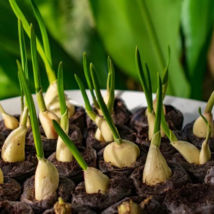 Plants control. Ростки чеснока. Чеснок на подоконнике. Чесночный сад. Выращивание чеснока.