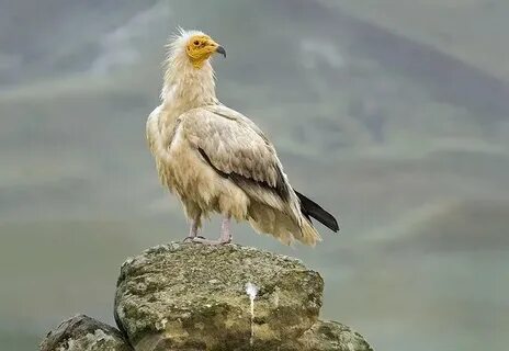 Сексуалды шашты армян әйелі