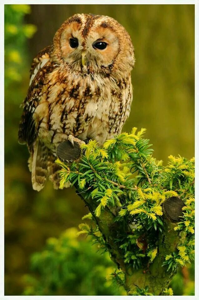 Сова приносит. Неясыть обыкновенная. tawny owl. сова несёт. приносит ли совы удачу.