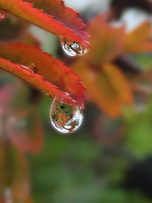 осень листья капли. осень дождь. осень листья капли. осенние капельки. капельки росы.