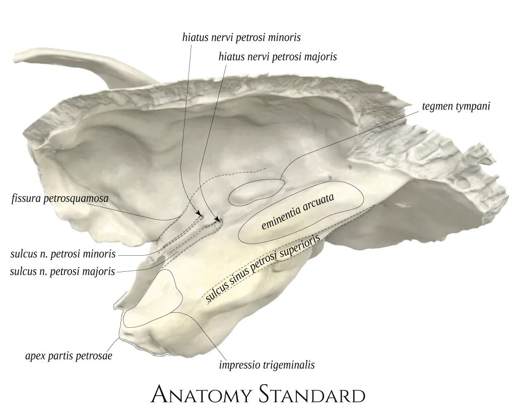 Sulcus sinus petrosi inferioris