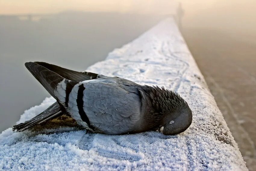 замерзший воробей. замерзшая птица. замерзшая птица. замерзший голубь. птицы замерзают на лету.