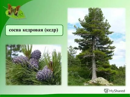 Как отличить кедр