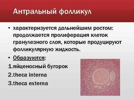 Антральные фолликулы что это
