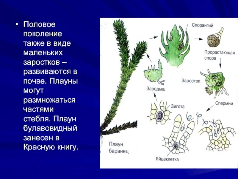 Спорофит плауна булавовидного. Строение стробила плауна. Схема размножения плауна. Схема размножения плауновидных. Гаметофит обоеполый