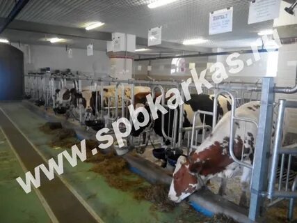 Стойла для привязного содержания