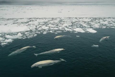 Белое море арктическое море