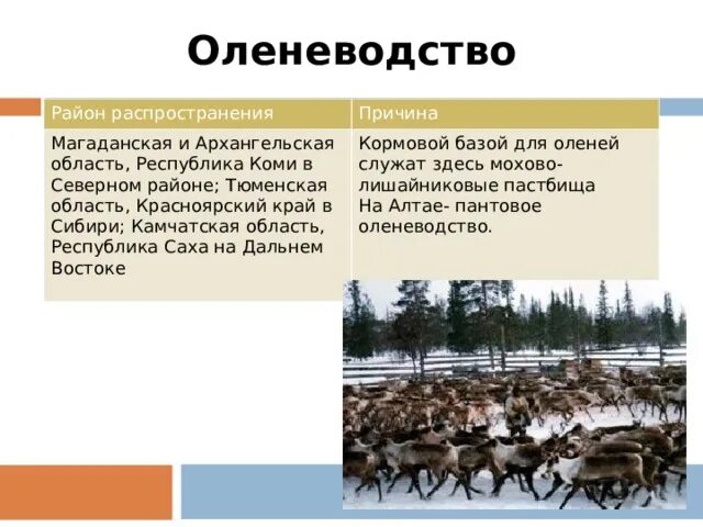 Оленеводство в Западной Сибири центры. Оленеводство Западной Сибири продукция. Кормовая база оленеводства. Оленеводство в Восточной Сибири. Территория оленеводства