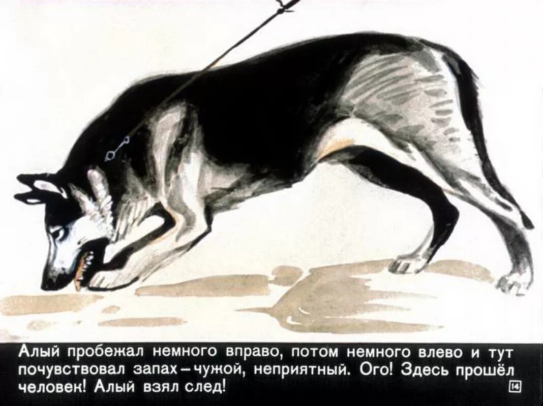 Алый читать краткое содержание. Рассказ алый юрия коваля.