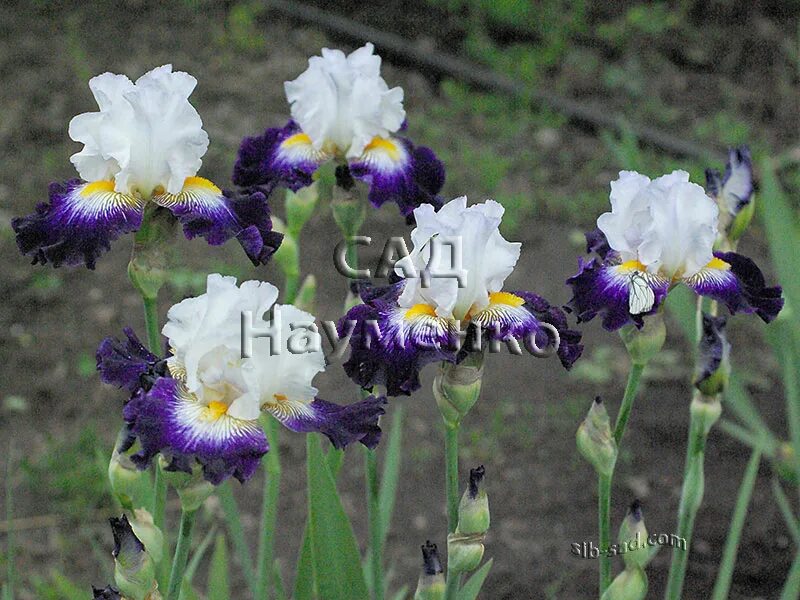 Ruffles and flourishes ирис. сад науменко ирисы бородатые. ирисы семьи назаровых. ирисы селекция sds. голубые ирисы.