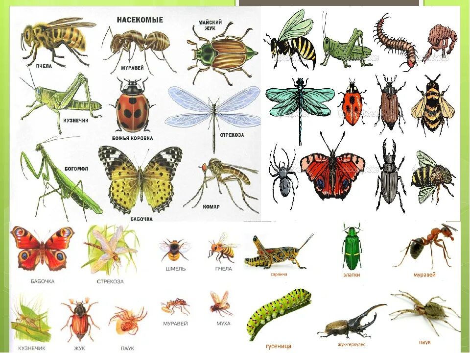 Какой группе относятся жуки. Насекомые названия. Насекомые с названиями для детей. Лесные насекомые названия. Картинки насекомых с названиями.