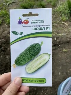 Огурец семена лучшие сорта для открытого