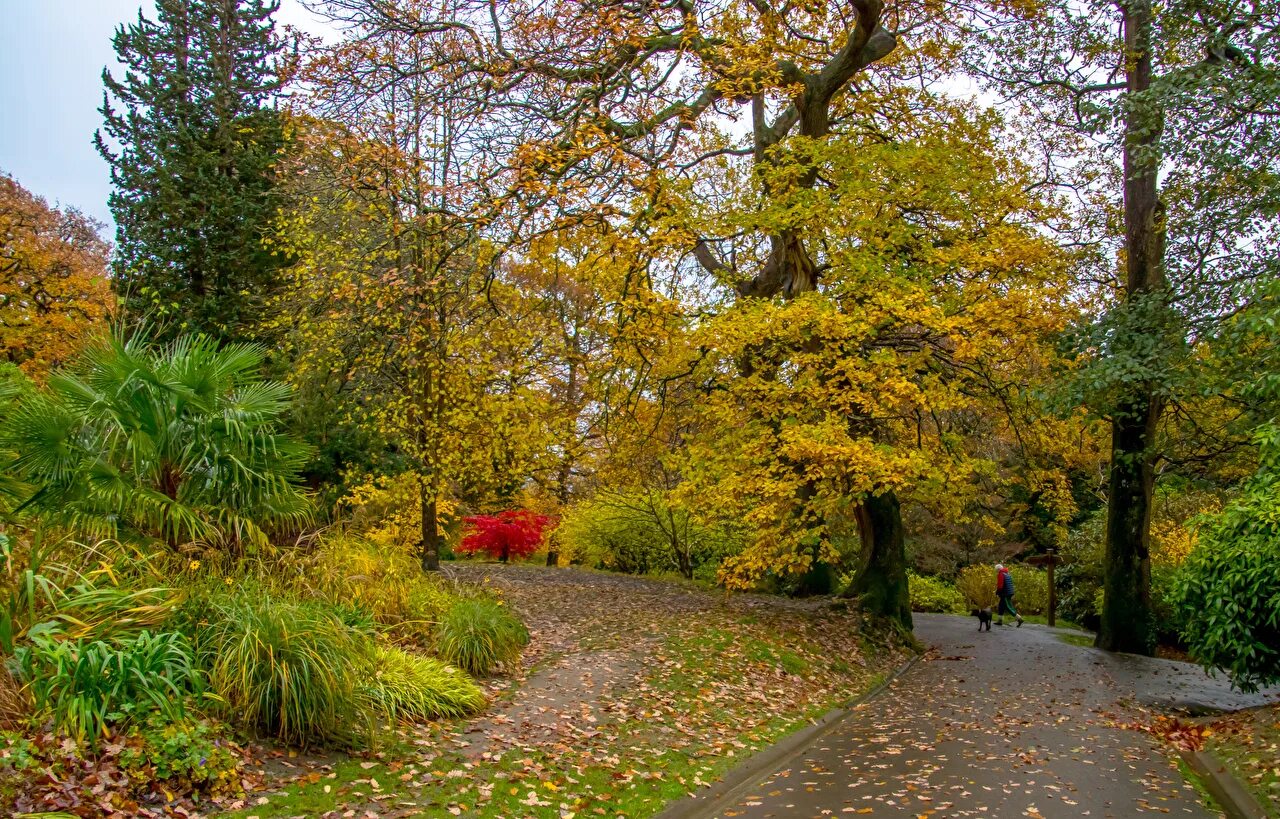 Uk parks. Сад осенью. Осенний сад. Осень в парке кусты. Осенний Ботанический сад.