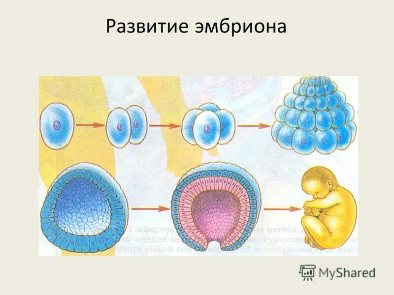 Вид развития зародыша