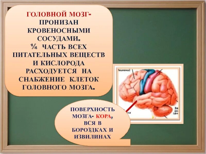 Снабжение мозга кислородом. Насытить головной мозг кислородом. Питание головного мозга кислородом.