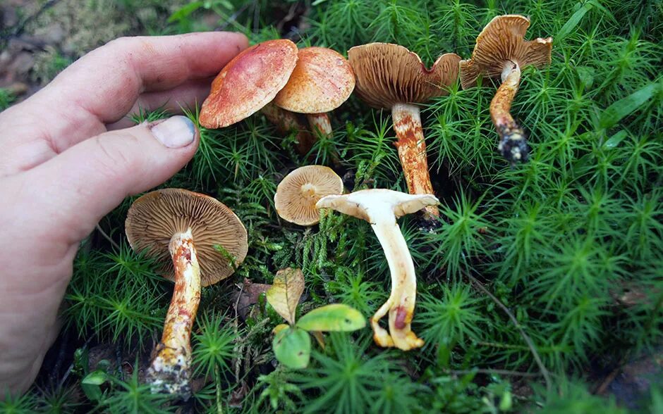 Паутинник ленивый. Cortinarius Bolaris. Маленькие грибы. Маленькие рыжие грибы. Мелкие рыжики