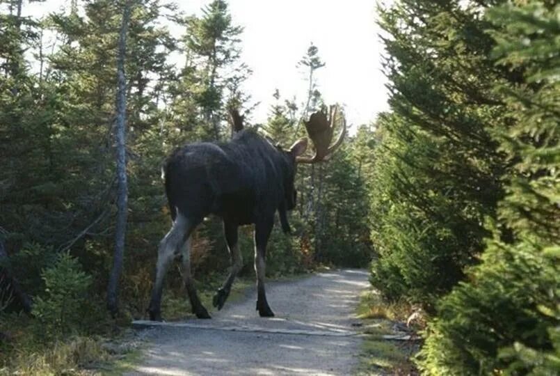 Подходим к лосю. Самый большой Лось в мире рекорд Гиннесса. Гигантский Лось. Самый крупный Лось в мире. Рост лося.