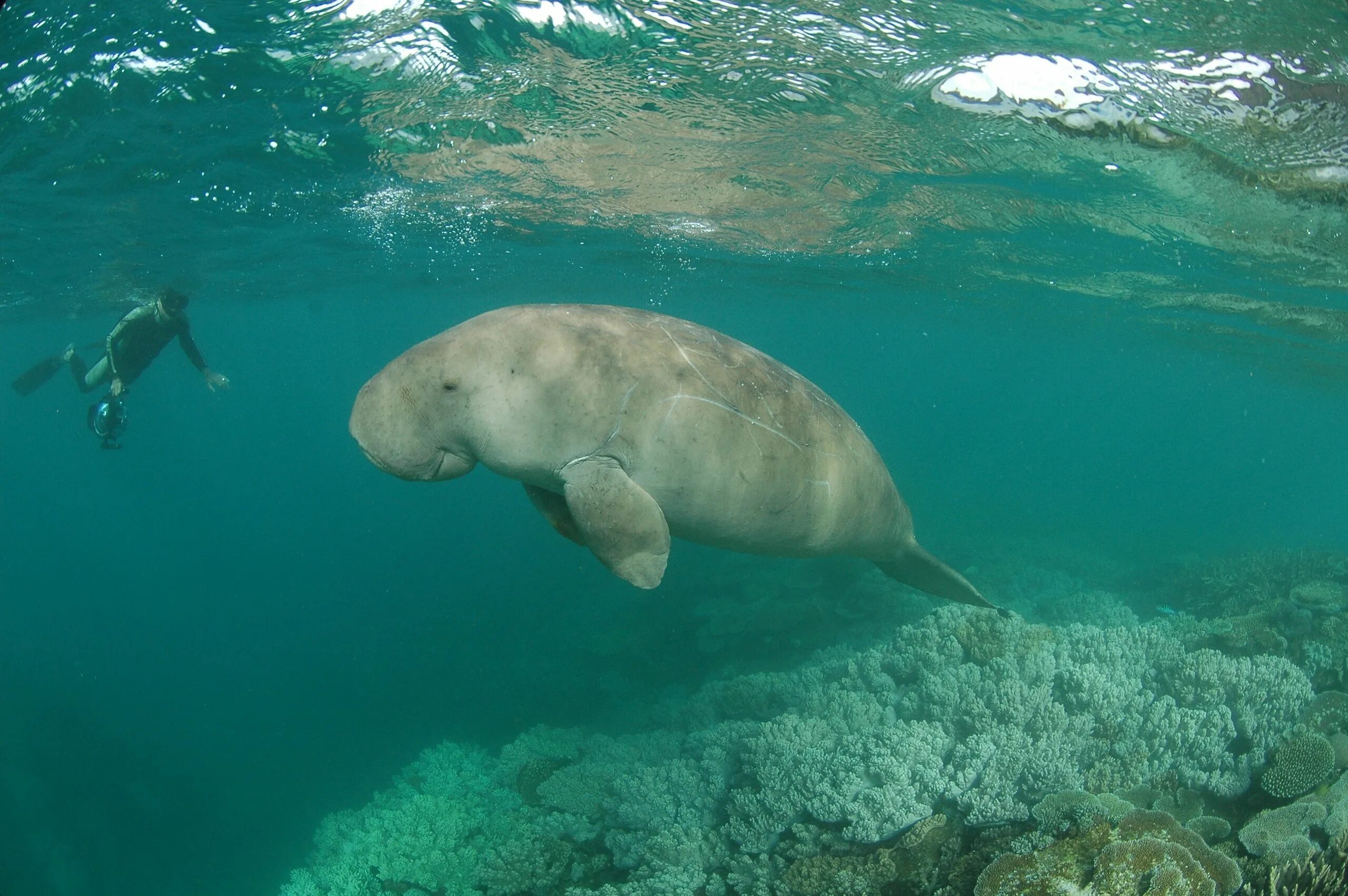 Крупная морская корова. Дюгонь морская корова. Ламантины морские млекопитающие. Ламантин морская корова. Крупная морская корова.