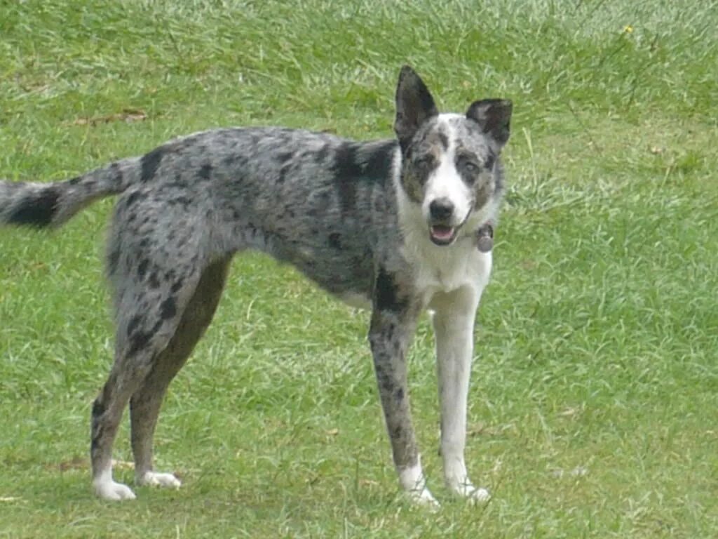 кули собака. джамен кули австралийский. джамен кули австралийский. джамен кули собака. австралийская пастушья.