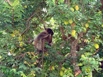 Monkey fruits