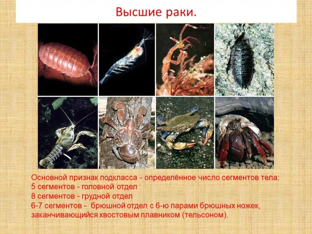 Класс ракообразные примеры животных. Высшие десятиногие ракообразные. представители членистоногих ракообразные. жабродышащие членистоногие. подтип жабродышащие класс ракообразные.