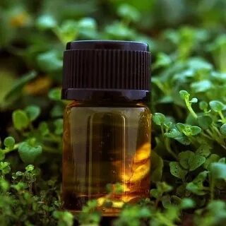 Plant essential oil