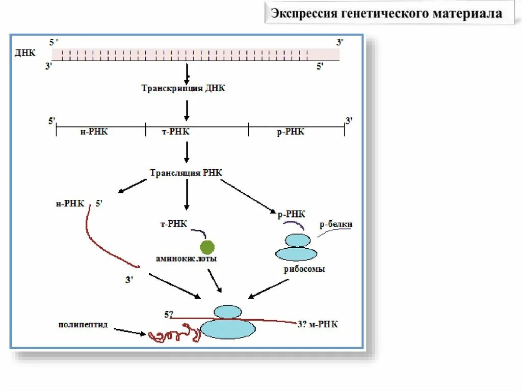 Процесс трансляции генетической информации