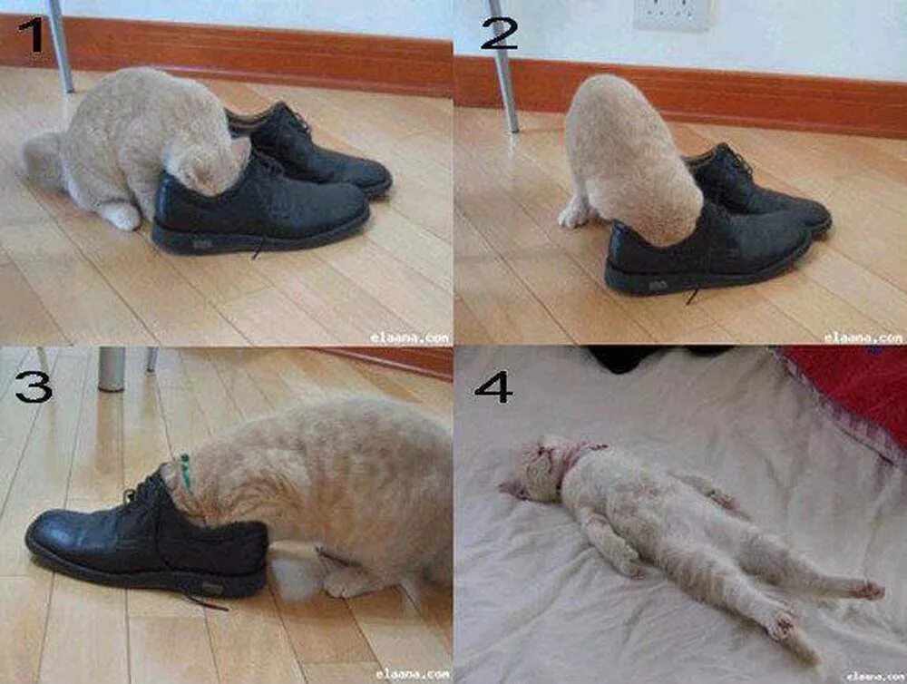 Кот в носке. Носки коты смешное. Кот и вонючие ноги. Кот на носке обуви.