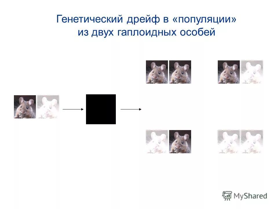 Появление мутаций при половом размножении