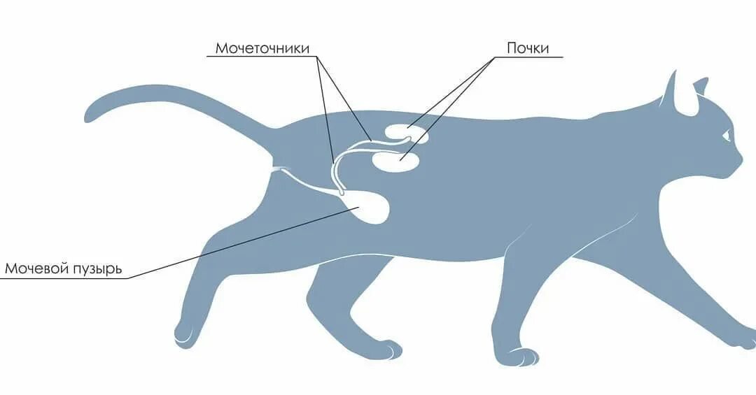 Мочеточник у кошек. Мочевой пузырь у кота расположение. Катетеризация мочевого пузыря у кота. Катетер кошачий для мочевого пузыря.