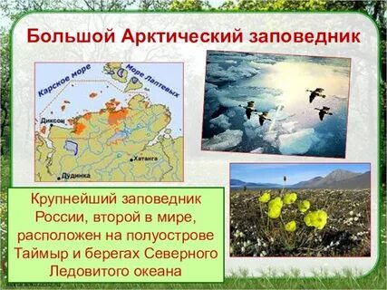 Заповедники расположенные в зоне арктических пустынь