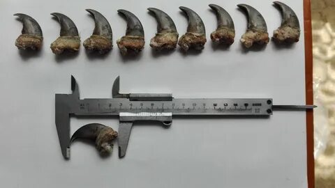 Клык и коготь