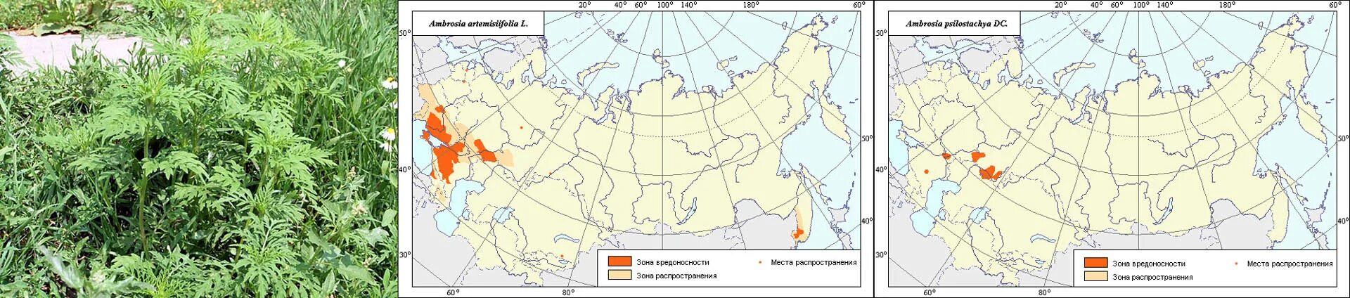 Амброзия в россии