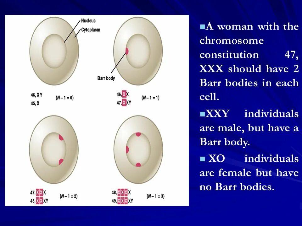 Barr body. What is Barr body. Искусственный интеллект хромосома бессмертия. Each cell