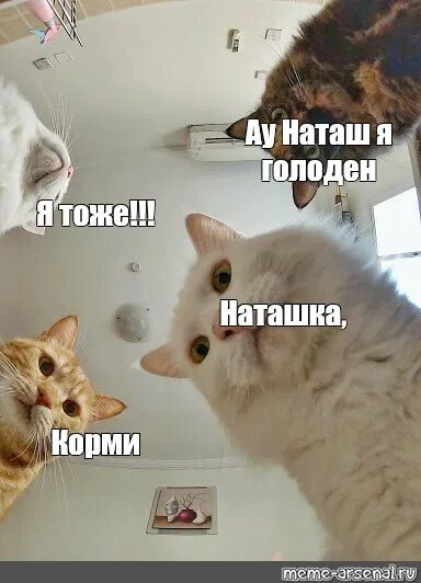 Мем ау. Мемы с кошками. Голодные коты и Наташа. Лечу в Чечню Мем с котом. Мемы с котиками Покорми меня.